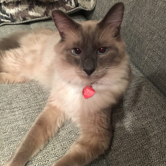 Meet your Posher, Mykaela - Picture 7 of 8